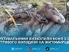 У селі Дашинка рятувальники дістали коня з триметрового колодязя