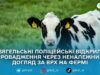 На фермі у Чижівській громаді розслідують жорстоке поводження з худобою