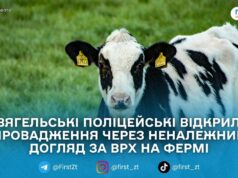 На фермі у Чижівській громаді розслідують жорстоке поводження з худобою