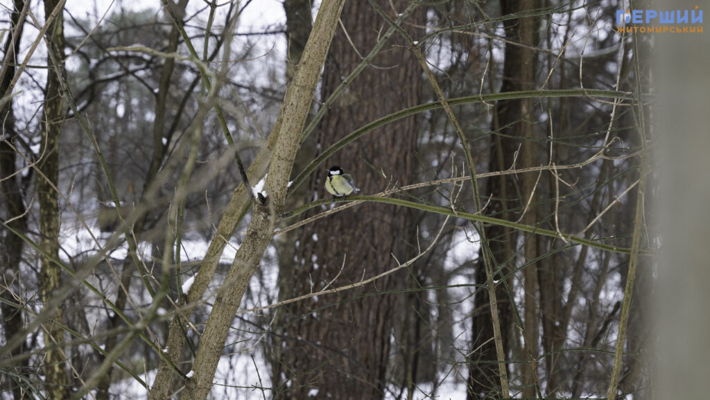 Зимовий Житомир: як містяни проводять вихідні у Гідропарку