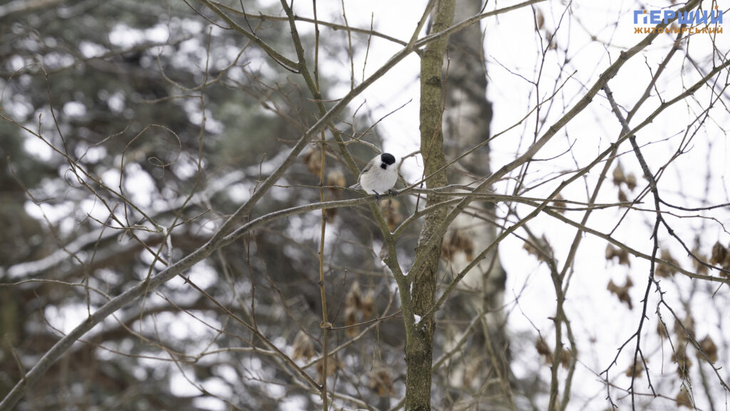 Зимовий Житомир: як містяни проводять вихідні у Гідропарку