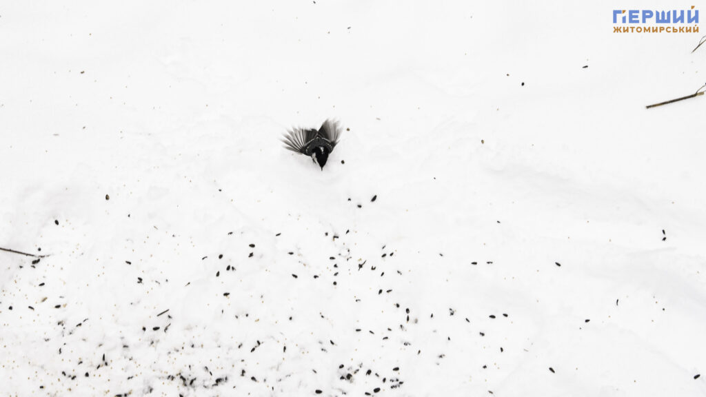 Зимовий Житомир: як містяни проводять вихідні у Гідропарку