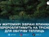 У Житомирі «Зеленбуд» приймає новорічні ялинки та сосни на утилізацію