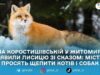 У Житомирі на Коростишівській у лисиці підтвердили сказ: на прилеглих вулицях вакцинують домашніх тварин