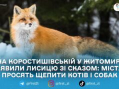 У Житомирі на Коростишівській у лисиці підтвердили сказ: на прилеглих вулицях вакцинують домашніх тварин