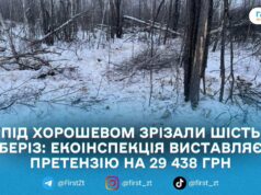 Зрізав 6 беріз під Грабівкою: у Хорошівській громаді нарахували майже 30 тис. грн збитків