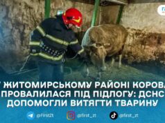 Рятувальники на Житомирщині витягли корову, яка провалилася в господарчій споруді