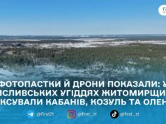 Зимовий моніторинг дикої природи Житомирщини: що зафіксували фотопастки та дрони