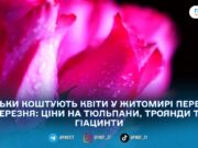 У Житомирі перед 8 березня зріс попит на квіти: скільки коштують тюльпани, троянди та гіацинти
