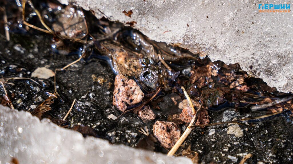 Весна наздоганяє календар: у Житомирі тане сніг, блищить вода...