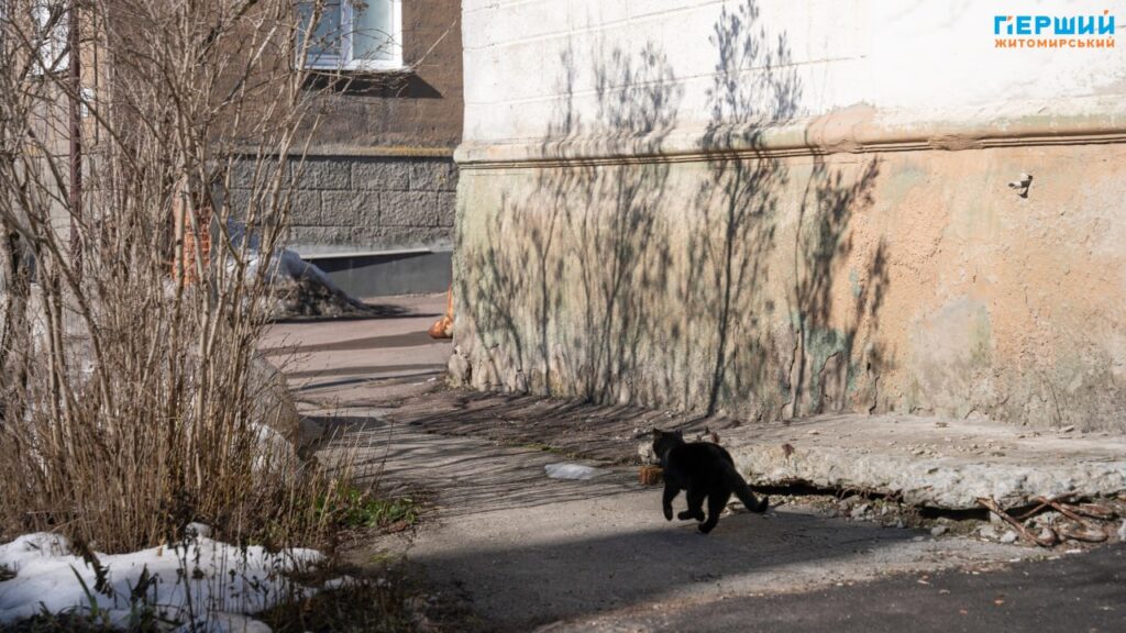 Весна наздоганяє календар: у Житомирі тане сніг, блищить вода...