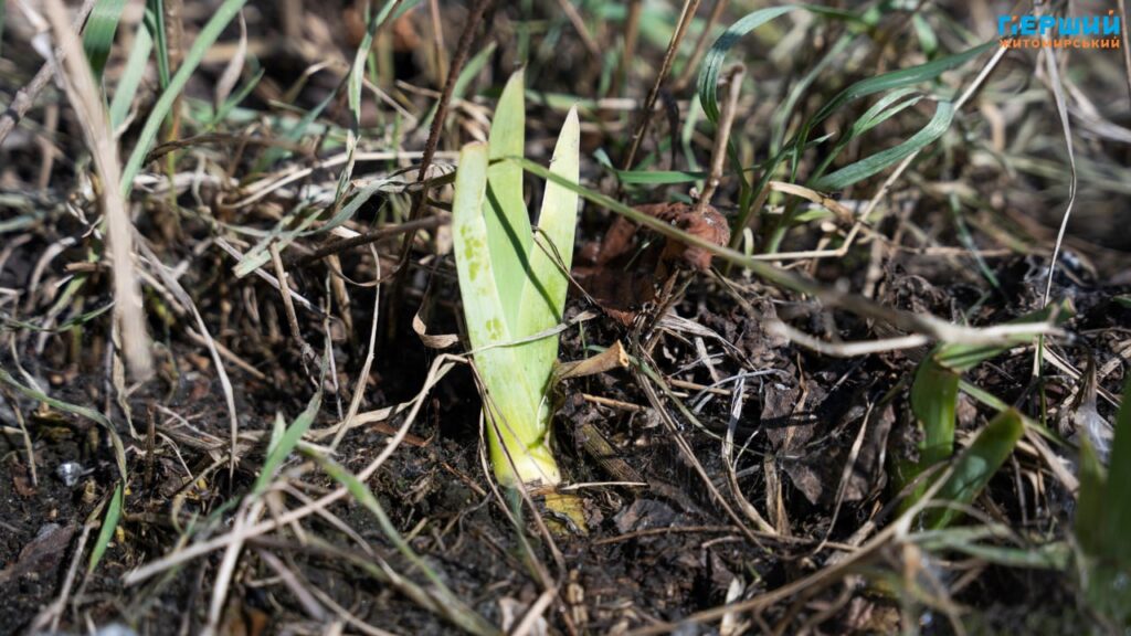 Весна наздоганяє календар: у Житомирі тане сніг, блищить вода...