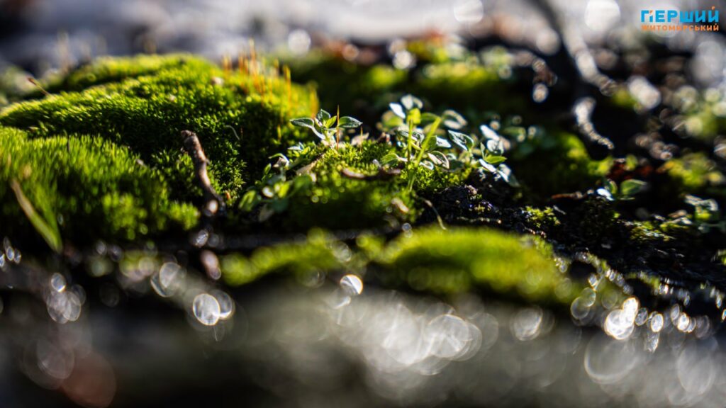 Весна наздоганяє календар: у Житомирі тане сніг, блищить вода...