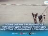 У Озерному чоловіка підозрюють у жорстокому поводженні з собакою: поліція відкрила провадження