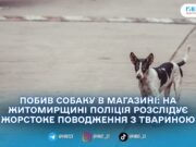 У Озерному чоловіка підозрюють у жорстокому поводженні з собакою: поліція відкрила провадження
