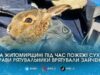 У селі Нові Озеряни рятувальники винесли зайченя з вогню під час пожежі сухостою