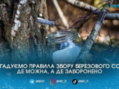 Актуальна пам’ятка: щоб зібрати березовий сік у лісі, потрібен дозвіл. Як саме це регулюється?