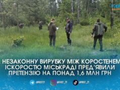 Коростенській міськраді виставили претензію на 1,6 млн грн через незаконну вирубку 150 дерев