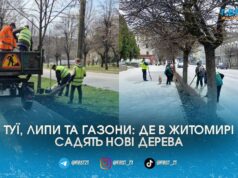 Липи на Радивилівській та нові газони на Вітрука: комунальники почали весняну висадку дерев у Житомирі