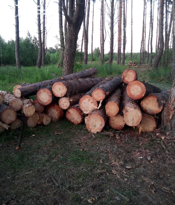 незаконні рубки