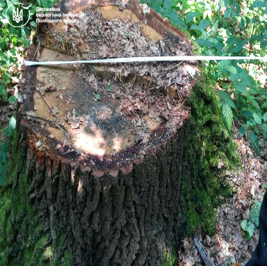 незаконні рубки