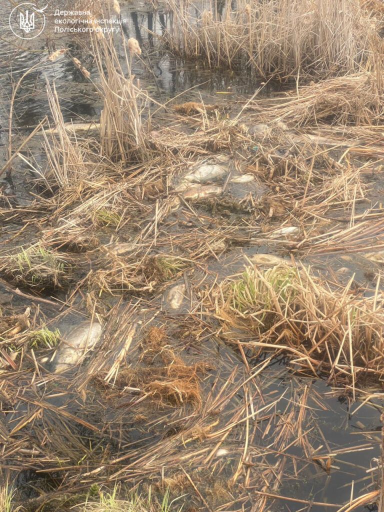 Ємільчиного