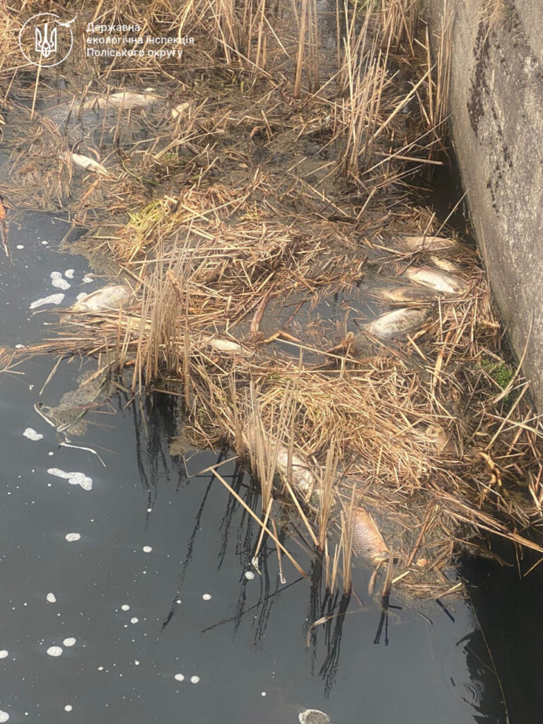 Ємільчиного