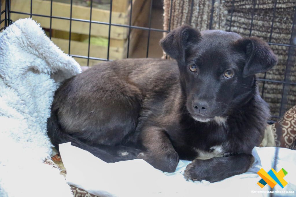 Центру захисту тварин