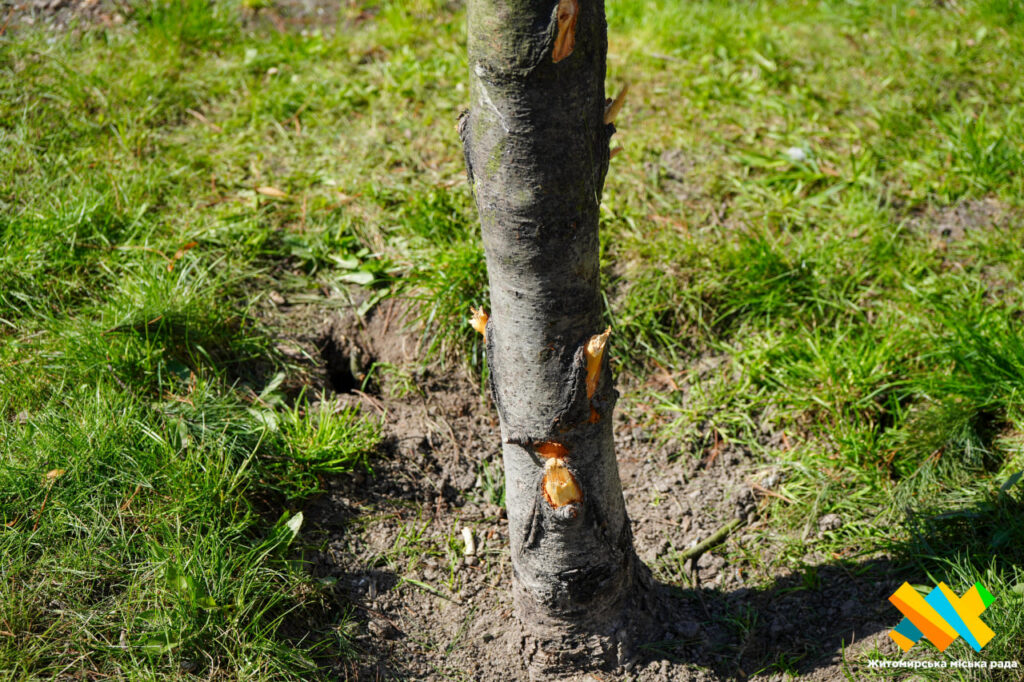 У центрі Житомира вандали понівечили молоді сосни у сквері...