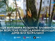 У центрі Житомира вандали понівечили молоді сосни у сквері на розі Великої Бердичівської та Театральної