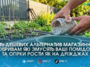 Замість дорогої хімії: п’ять копійчаних підживок з кухні та аптечки, які гарантують гарний врожай