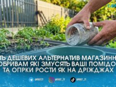 Замість дорогої хімії: п’ять копійчаних підживок з кухні та аптечки, які гарантують гарний врожай