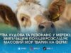 Скандал із масовим мором худоби на підприємстві “Рихальське” дійшов до прокуратури проте експерти поки не побачили знущань