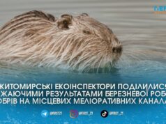 Екоінспектори показали масштабні наслідки роботи бобрів на меліоративних каналах Житомирського району до їхнього міжнародного свята