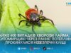 Прокидаються при +4°C та викликають параліч: епідеміологи попередили житомирян про ранній сезон кліщів