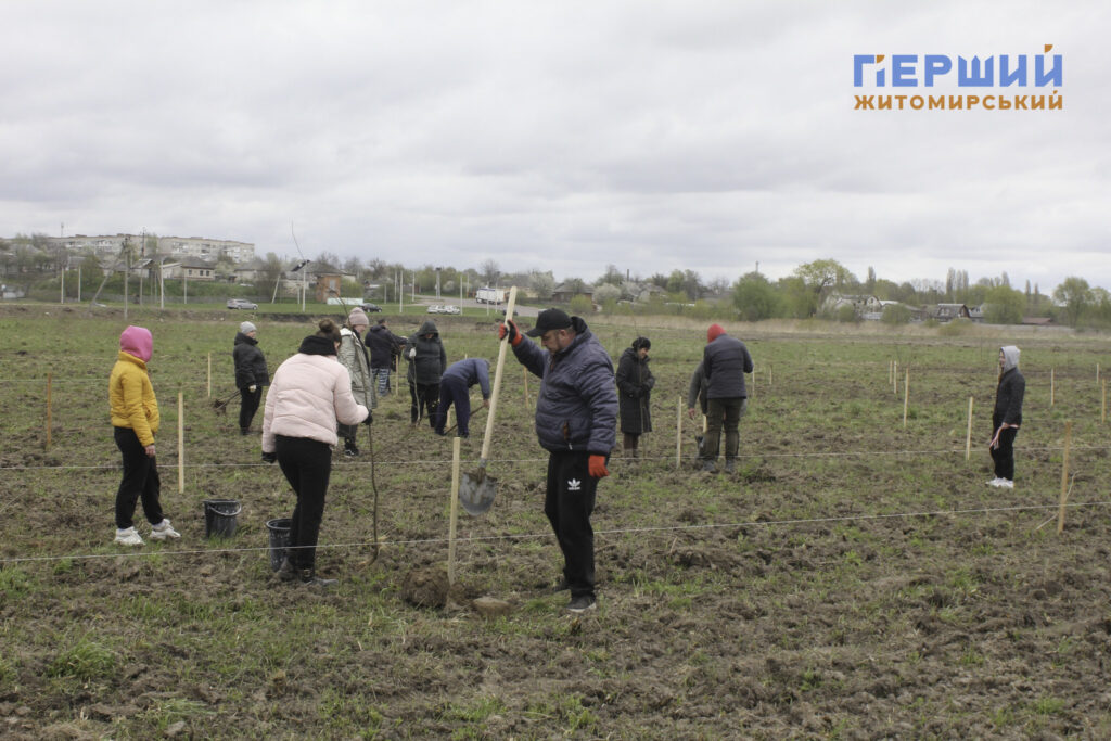 Замість гучних святкувань: в Овручі висадили 1080 лип до...