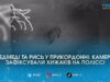 Кордон охороняють хижаки: у лісах на Житомирщині та Рівненщині прикордонники помітили ведмедів і рись
