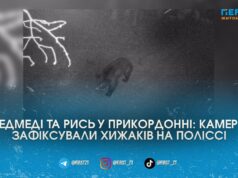 Кордон охороняють хижаки: у лісах на Житомирщині та Рівненщині прикордонники помітили ведмедів і рись