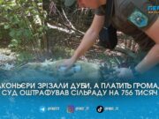 Браконьєри спиляли, а платить громада: з Пулинської селищної ради суд стягнув понад 750 тисяч за незаконну рубку дубів