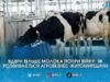 Вдвічі більше молока попри війну: як фермери Житомирщини ламають стереотипи про кризу