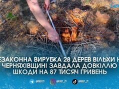 Залишили самі пеньки: у Черняхівській громаді «чорні лісоруби» спиляли вільхи на майже 90 тисяч гривень