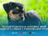 Знущався з собаки на камеру: на Житомирщині розшукали шкуродера, відео з яким збурило мережу