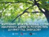 Масова вирубка чи нове будівництво: у Житомирі зріжуть понад сотню дерев (адреси)