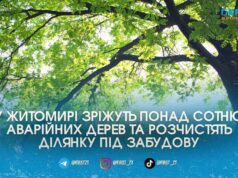 Масова вирубка чи нове будівництво: у Житомирі зріжуть понад сотню дерев (адреси)