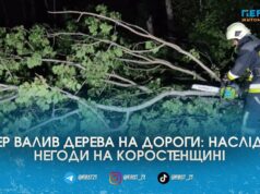 Негода на Житомирщині: шквальний вітер повалив дерева на траси, заблокувавши рух транспорту