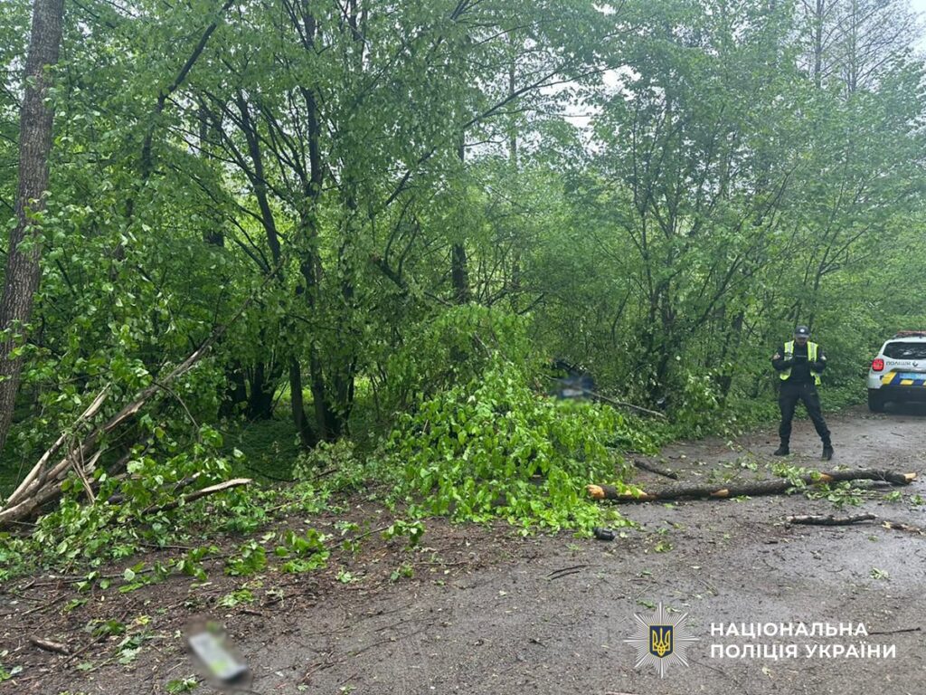 Смертельний таран дерева на Малинщині забрав життя двох чоловіків