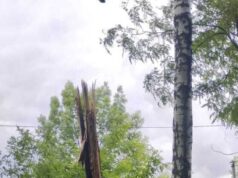 Які дерева зріжуть в області після перевірки екологів перевірка насаджень