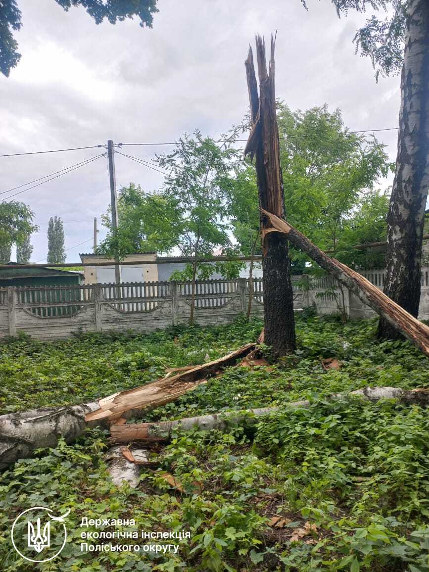 Коренева система дерев руйнує фундамент будівлі