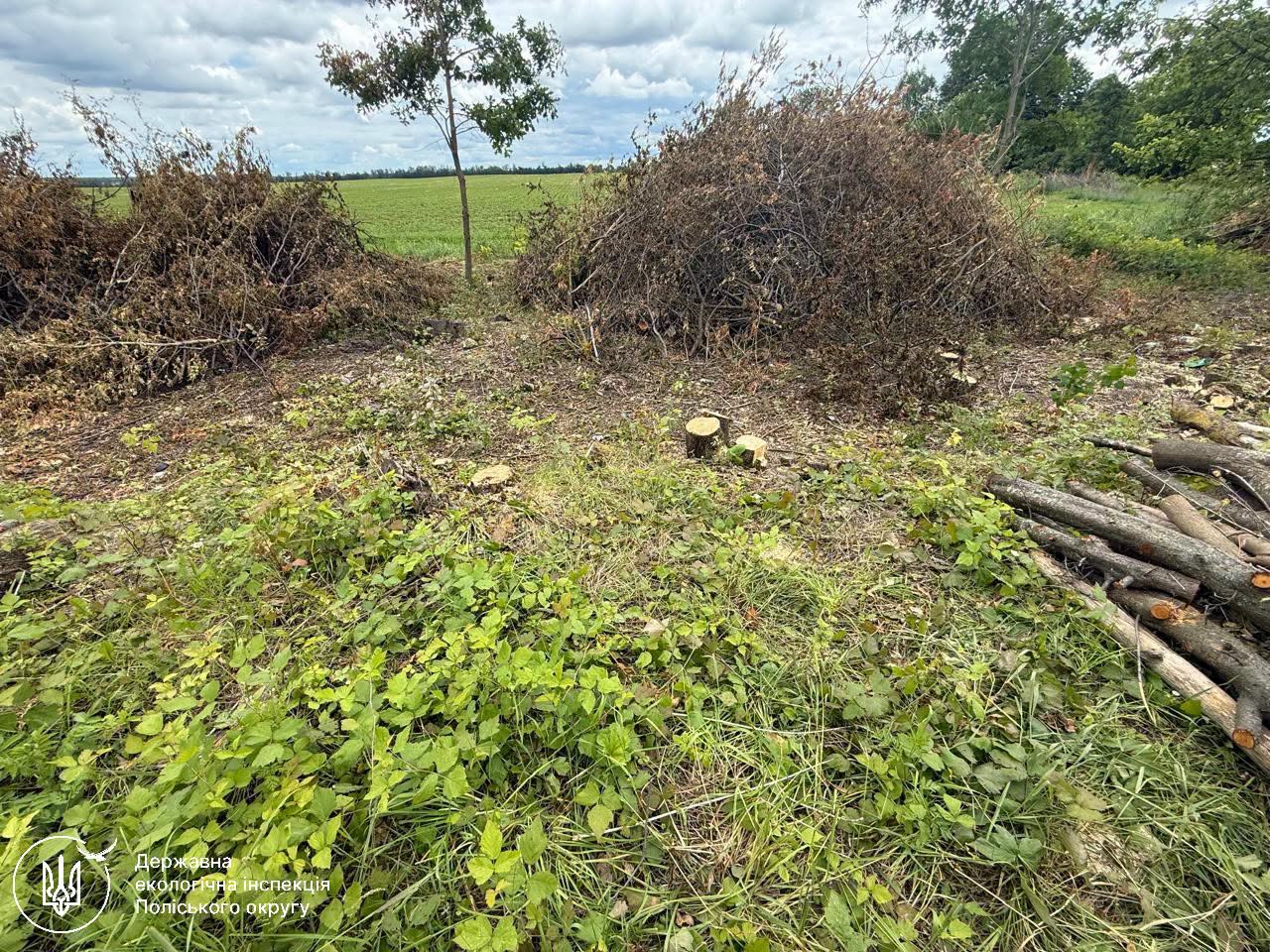 Пеньки від знищених дерев у напрямку села Дібрівка