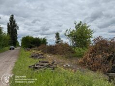 Таємна діяльність біля траси під Житомиром зацікавила ДЕІ незаконна вирубка